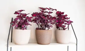 Tre krukor med mörklila coleus står på en hylla. Krukorna har en textur som påminner om corduroy svenska.