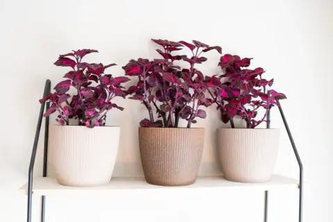 Tre krukor med mörklila coleus står på en hylla. Krukorna har en textur som påminner om corduroy svenska.