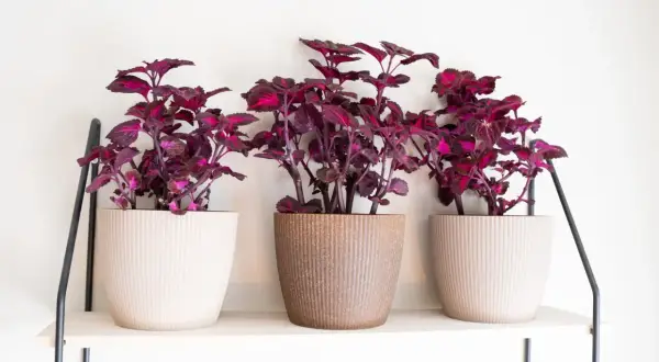 Tre krukor med mörklila coleus står på en hylla. Krukorna har en textur som påminner om corduroy svenska.