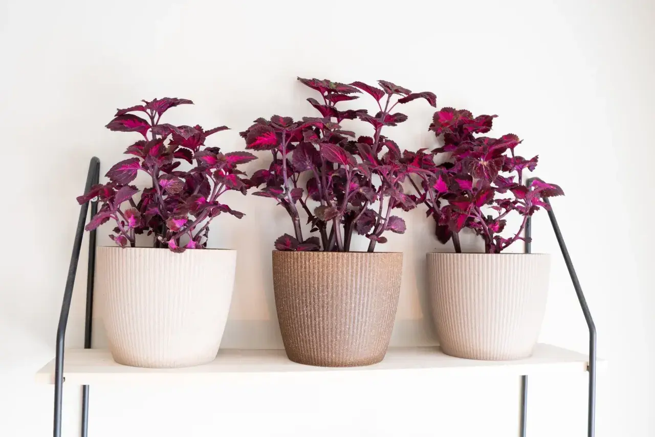 Tre krukor med mörklila coleus står på en hylla. Krukorna har en textur som påminner om corduroy svenska.